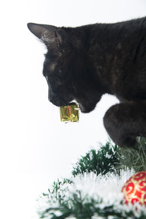 Beautiful black cat lies on the Christmas ornaments, decorationsの写真素材