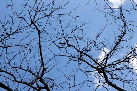 Silhouette of leafless branches and sky backgroundの写真素材
