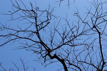 Silhouette of leafless branches and sky background