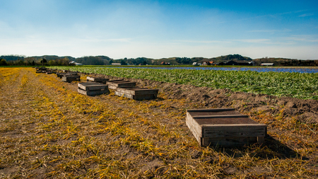 Egmond-binnen, Netherlands - April 2016: Wooden harvest crates are ready for the harvestのeditorial素材