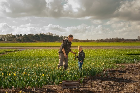 Egmond-binnen, the Netherlands - April 2016: Father and son working on the flower fields, collecting bunchesのeditorial素材