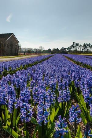 Egmond-binnen, Netherlands - April 2016: Blue Hyacinth flowerfield and farm house - portraitのeditorial素材