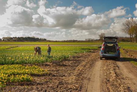 Egmond-binnen, the Netherlands - april 2016: Father and son picking daffodils in a flowerfield, near car withのeditorial素材