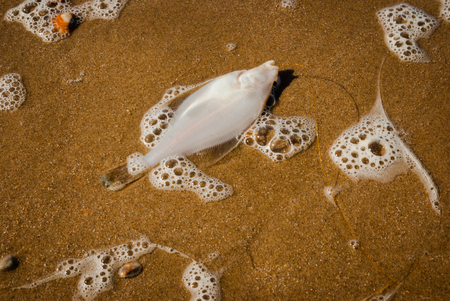 Caught fish flooded by the sea on the North Sea beachの写真素材