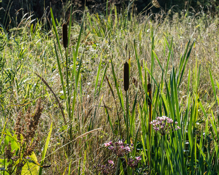 Freshwater bank vegetation with Flowering Rush and Bullrushの写真素材