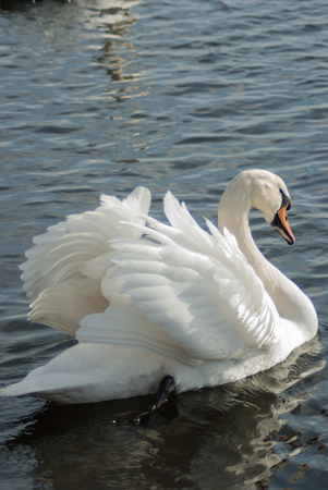 Mute swan courting, seen from the backの写真素材