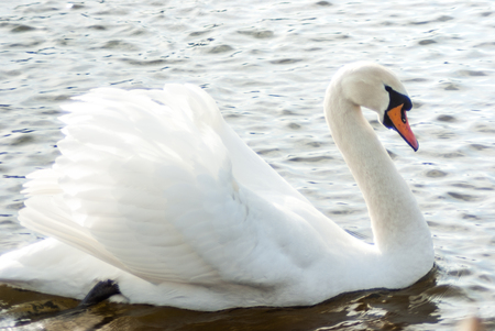 Mute swan swimming on the lake, full side view.の写真素材