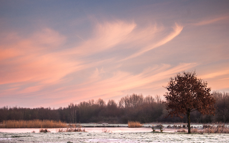 Bench and oak tree near the frozen lakeの写真素材