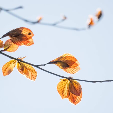 branches with red beech-leaves in spring