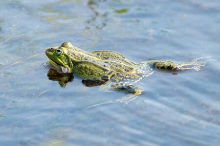 Swimming green frogの写真素材