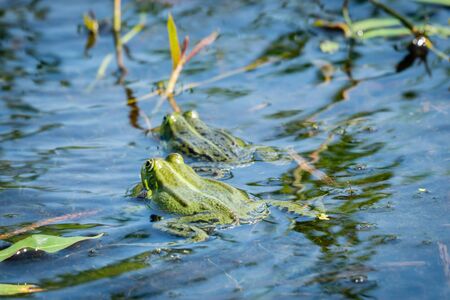 Two green frogs in a pondの写真素材