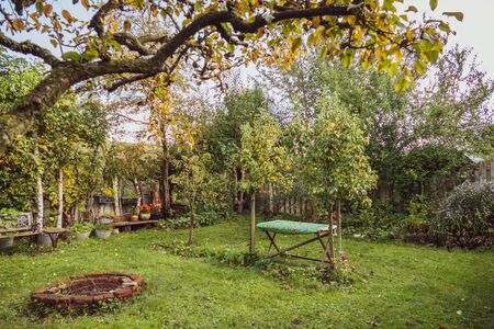 View on the autumn garden from under the pear treeの写真素材