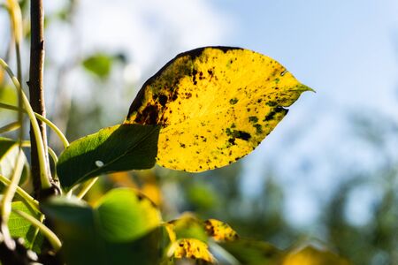 Little comic guy's face in a yellow autumn pear leaf