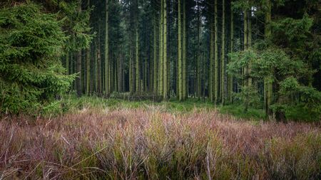 At the edge of the pines forest