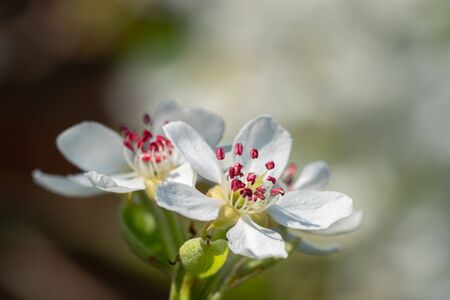 Deep pink stamens of pear blossom flower. Spring in my dad's garden. Burst, Erpe-Mere, Belgium.の写真素材