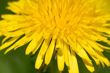 Fascinating details of stamen and florets in the dandelion heart. Close-up, macro. Spring in my dad's garden. Burst, Erpe-Mere, Belgium.の写真素材