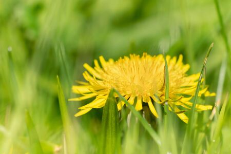 Dandelion hiding in the grass. Spring in my dad's garden. Burst, Erpe-Mere, Belgium.の写真素材