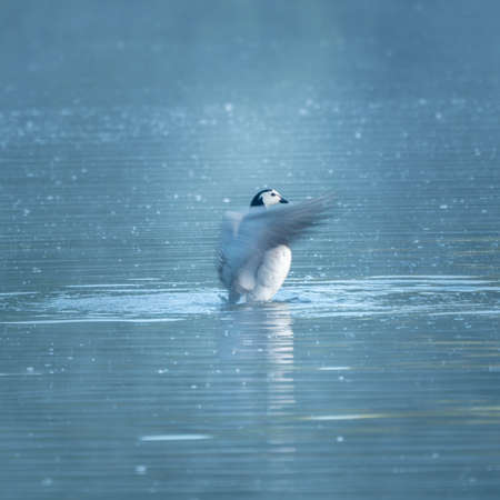 Goose swimming at the lake background.の写真素材