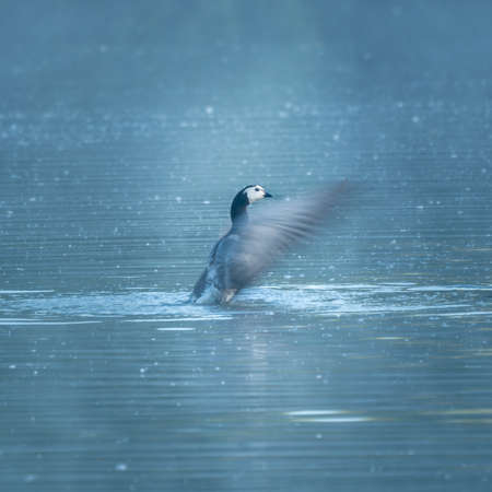 Goose swimming at the lake background.の写真素材