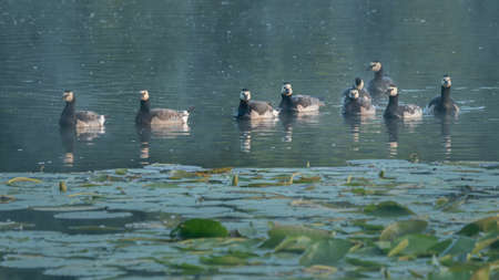 Geese swimming at the lake background.の写真素材