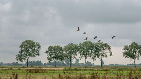 flying geese taking off.の写真素材