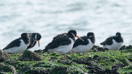 Oystercatchers on the rocksの写真素材