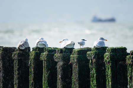 Sea birds on a breakwater with view over North Sea