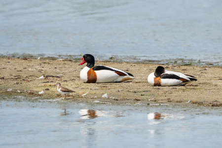 Siesta for two shelducks and a sandpiperの写真素材