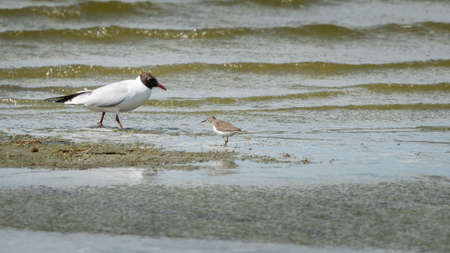 blackheaded gull and sandpiper meet and greetの写真素材