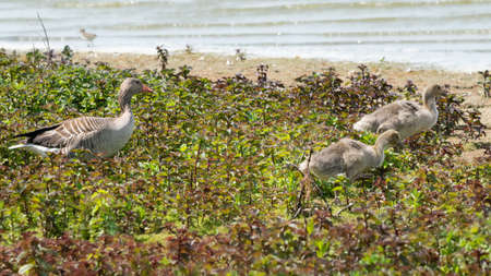 Ducklings leading the wayの写真素材