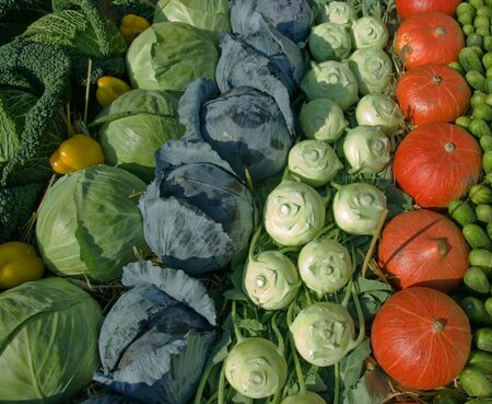 Vegetablesの写真素材