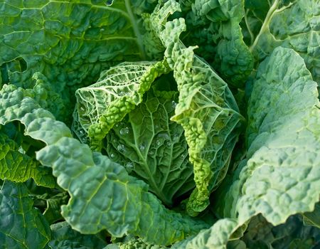 Fresh cabbage on a kitchen garden