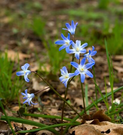 Spring flowers on a wood glade