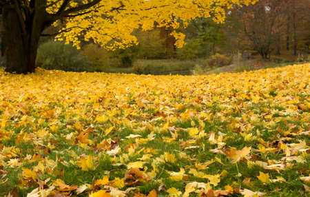 Mellow autumn in woodの写真素材