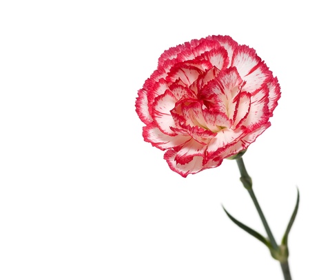 Pink carnation on a white backgroundの写真素材