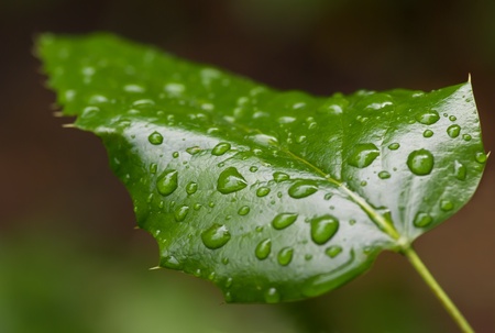 Green leaf with drops after rain