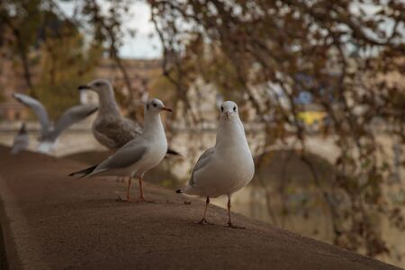 Sea gulls sitting on the embankment of the Tiber river in Rome, Italyの写真素材