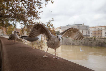 Sea gulls sitting on the embankment of the Tiber river in Rome, Italyのeditorial素材