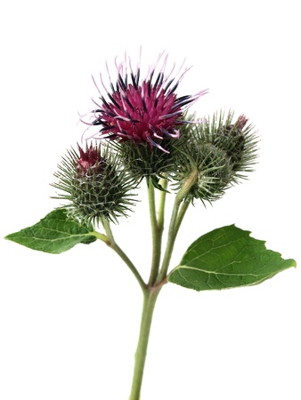 Burdock  arctium lappa の写真素材