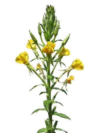 Evening primrose (Oenothera biennis)