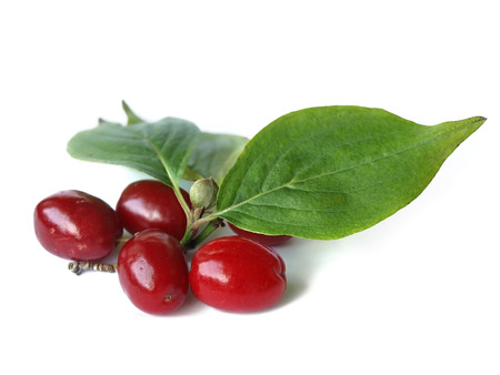 Cornelian cherry  Cornus mas 