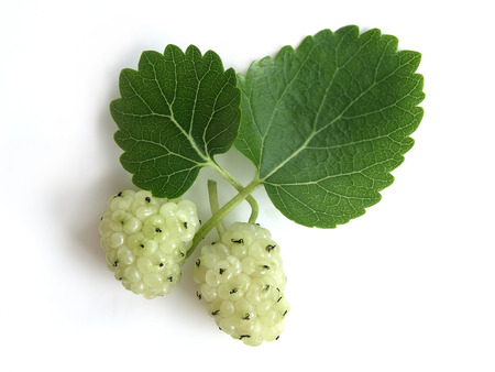 White Mulberry  Morus Alba の写真素材