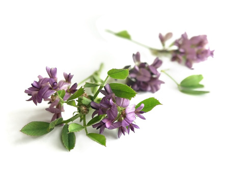 Alfalfa Medicago sativaの写真素材