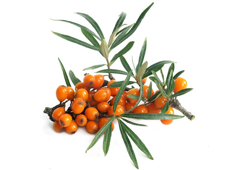 Common sea-buckthorn Hippophae rhamnoidesの写真素材