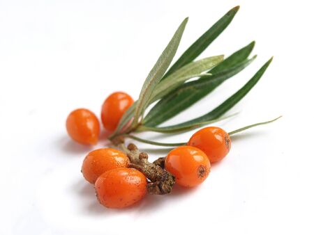 Common sea-buckthorn Hippophae rhamnoidesの写真素材