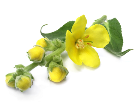 mullein Verbascum