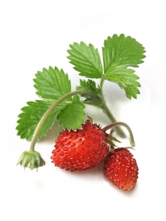 Woodland Strawberry Fragaria vescaの写真素材