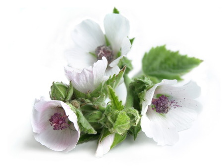 Marsh mallow (Althaea officinalis)の写真素材