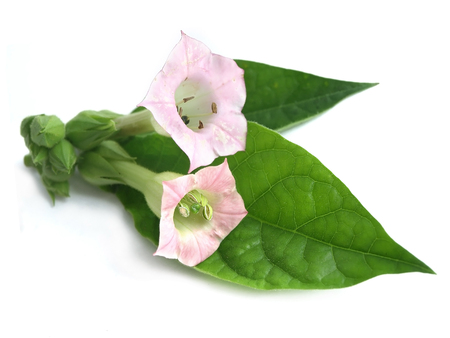 Tobacco (Nicotiana tabacum)の写真素材