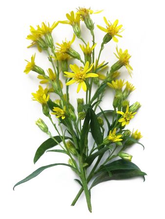 European goldenrod (Solidago virgaurea)の写真素材